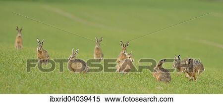 "Nine Hares (Lepus europaeus) on a green field in the mating season, North Rhine-Westphalia, Germany, Europe" View Large Photo Image Stock Photography - "Nine Hares (Lepus europaeus) on a green field in the mating season, North Rhine-Westphalia, Germany, Europe". Fotosearch
