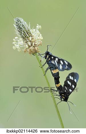 Nine-spotted moth (Amata phegea) on plantain View Large Photo Image Stock Photograph - Nine-spotted moth (Amata phegea) on plantain. Fotosearch