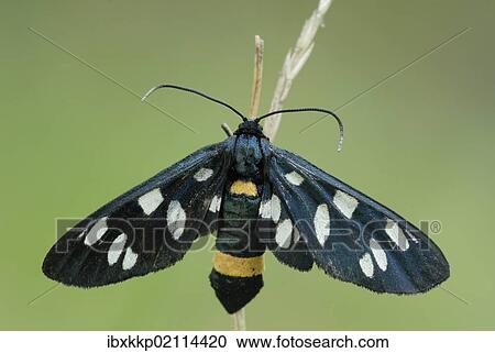 Nine-spotted moth (Amata phegea) View Large Photo Image Stock Image - Nine-spotted moth (Amata phegea). Fotosearch