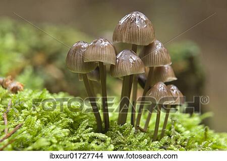 Nitrate Bonnets (Mycena stipata) View Large Photo Image Picture - Nitrate Bonnets (Mycena stipata). Fotosearch