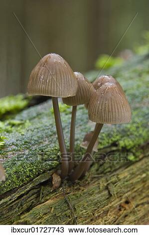 Stock Image - Nitrate Bonnets (Mycena stipata). Fotosearch