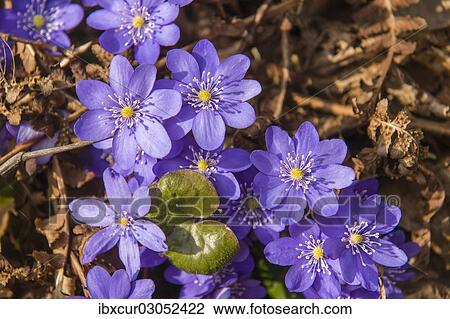 "Noble Liverleaf (Hepatica nobilis), Thuringia, Germany, Europe" View Large Photo Image Stock Image - "Noble Liverleaf (Hepatica nobilis), Thuringia, Germany, Europe". Fotosearch