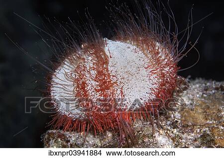 "Nocturnal Collector urchin (Tripneustes gratilla), Red Sea, Egypt, Africa" View Large Photo Image Picture - "Nocturnal Collector urchin (Tripneustes gratilla), Red Sea, Egypt, Africa". Fotosearch