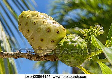 "Noni, fruit of the great morinda (Morinda citrifolia L., Morinda bracteata Roxb. ), South Pacific, Bora Bora, French Polynesia, Oceania" View Large Photo Image Stock Photography - "Noni, fruit of the great morinda (Morinda citrifolia L., Morinda bracteata Roxb. ), South Pacific, Bora Bora, French Polynesia, Oceania". Fotosearch