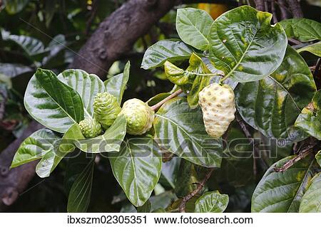 "Noni, Indian Mulberry or Great Morinda (Morinda citrifolia), fruits, Big Island, Hawaii, USA" View Large Photo Image Stock Image - "Noni, Indian Mulberry or Great Morinda (Morinda citrifolia), fruits, Big Island, Hawaii, USA". Fotosearch