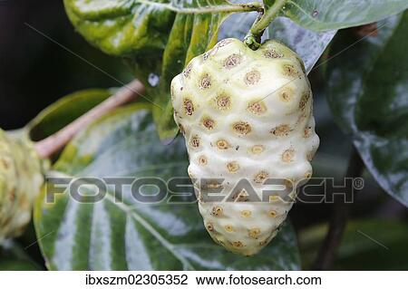 Stock Image - "Noni, Indian Mulberry or Great Morinda (Morinda citrifolia), fruit, Big Island, Hawaii, USA". Fotosearch