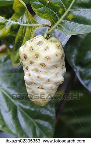 "Noni, Indian Mulberry or Great Morinda (Morinda citrifolia), fruit, Big Island, Hawaii, USA" View Large Photo Image Stock Image - "Noni, Indian Mulberry or Great Morinda (Morinda citrifolia), fruit, Big Island, Hawaii, USA". Fotosearch