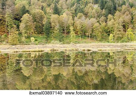 Stock Image - "Nonnenmattweiher pond in autumn, Black Forest, Baden-Wurttemberg, Germany, Europe". Fotosearch