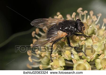 "Noon Fly (Mesembrina meridiana) on flowering ivy, Untergroeningen, Baden-Wuerttemberg, Germany, Europe" View Large Photo Image Picture - "Noon Fly (Mesembrina meridiana) on flowering ivy, Untergroeningen, Baden-Wuerttemberg, Germany, Europe". Fotosearch