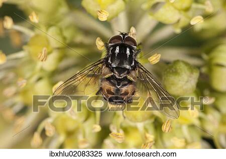 "Noon Fly (Mesembrina meridiana) on flowering ivy, Untergroeningen, Baden-Wuerttemberg, Germany, Europe" View Large Photo Image Stock Photography - "Noon Fly (Mesembrina meridiana) on flowering ivy, Untergroeningen, Baden-Wuerttemberg, Germany, Europe". Fotosearch