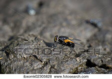 "Noon fly (Mesembrina meridiana) perched on cow pat, Grawa Alm alp, Stubaital valley, Tyrol, Austria, Europe" View Large Photo Image Stock Photo - "Noon fly (Mesembrina meridiana) perched on cow pat, Grawa Alm alp, Stubaital valley, Tyrol, Austria, Europe". Fotosearch