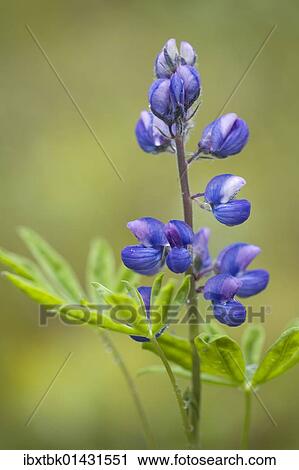 Nootka Lupine (Lupinus nootkatensis) View Large Photo Image Stock Image - Nootka Lupine (Lupinus nootkatensis). Fotosearch