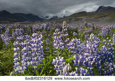 "Nootka lupine (Lupinus nootkatensis), Myrdalsjoekull glacier, South Coast, Iceland, Europe" View Large Photo Image Stock Photo - "Nootka lupine (Lupinus nootkatensis), Myrdalsjoekull glacier, South Coast, Iceland, Europe". Fotosearch