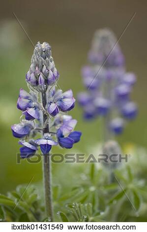 Nootka Lupine (Lupinus nootkatensis) View Large Photo Image Stock Photo - Nootka Lupine (Lupinus nootkatensis). Fotosearch