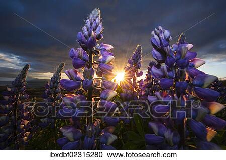 "Nootka lupins (Lupinus nootkatensis), Iceland, Europe" View Large Photo Image Stock Image - "Nootka lupins (Lupinus nootkatensis), Iceland, Europe". Fotosearch
