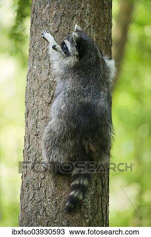 "North American Raccoon (Procyon lotor) climbing a tree, captive, Lower Saxony, Germany, Europe" View Large Photo Image Stock Image - "North American Raccoon (Procyon lotor) climbing a tree, captive, Lower Saxony, Germany, Europe". Fotosearch