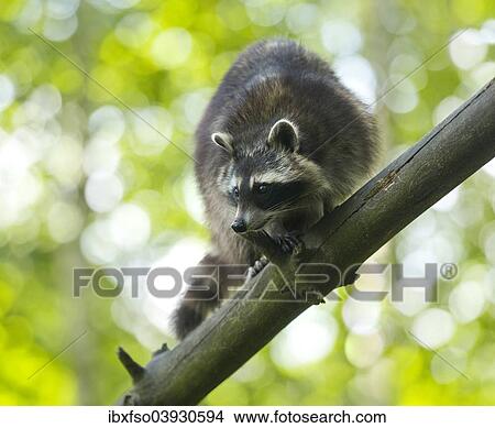 "North American Raccoon (Procyon lotor), captive, Lower Saxony, Germany, Europe" View Large Photo Image Picture - "North American Raccoon (Procyon lotor), captive, Lower Saxony, Germany, Europe". Fotosearch