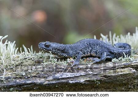 "Northern crested newt (Triturus cristatus), Emsland, Lower Saxony, Germany, Europe" View Large Photo Image Stock Image - "Northern crested newt (Triturus cristatus), Emsland, Lower Saxony, Germany, Europe". Fotosearch