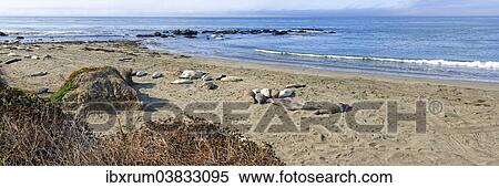 "Northern elephant seals (Mirounga angustirostris) on beach, Pacific Coast, Piedras Blancas, California, United States, North America" View Large Photo Image Stock Photography - "Northern elephant seals (Mirounga angustirostris) on beach, Pacific Coast, Piedras Blancas, California, United States, North America". Fotosearch