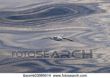 Picture - "Northern Fulmar (Fulmaris glacialis) in flight, clouds and an evening sky reflected in the sea, Greenland, North America". Fotosearch