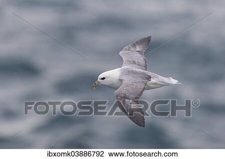 "Northern Fulmar (Fulmaris glacialis) in flight, Spitsbergen, Svalbard Islands, Svalbard and Jan Mayen, Norway, Europe" View Large Photo Image Stock Image - "Northern Fulmar (Fulmaris glacialis) in flight, Spitsbergen, Svalbard Islands, Svalbard and Jan Mayen, Norway, Europe". Fotosearch
