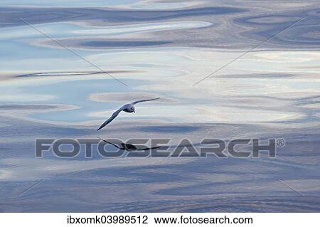 "Northern Fulmar (Fulmaris glacialis) in flight, clouds and an evening sky reflected in the sea, Greenland, North America" View Large Photo Image Stock Image - "Northern Fulmar (Fulmaris glacialis) in flight, clouds and an evening sky reflected in the sea, Greenland, North America". Fotosearch