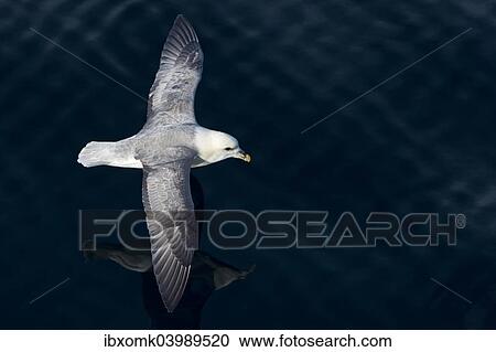 "Northern Fulmar (Fulmaris glacialis) in flight, Greenland, North America" View Large Photo Image Stock Image - "Northern Fulmar (Fulmaris glacialis) in flight, Greenland, North America". Fotosearch