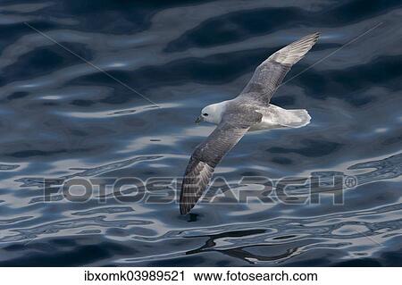 "Northern Fulmar (Fulmaris glacialis) in flight, clouds are reflected in the sea, Greenland, North America" View Large Photo Image Stock Image - "Northern Fulmar (Fulmaris glacialis) in flight, clouds are reflected in the sea, Greenland, North America". Fotosearch