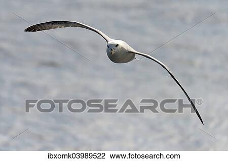 Stock Image - "Northern Fulmar (Fulmaris glacialis) in flight, Greenland, North America". Fotosearch