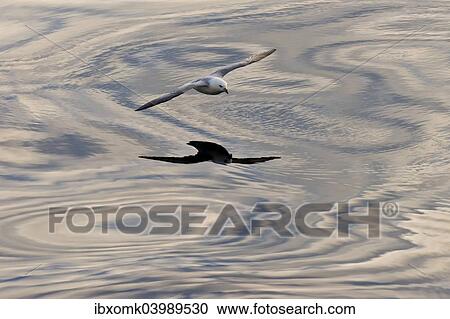 "Northern Fulmar (Fulmaris glacialis) in flight, clouds and an evening sky reflected in the sea, Greenland, North America" View Large Photo Image Stock Image - "Northern Fulmar (Fulmaris glacialis) in flight, clouds and an evening sky reflected in the sea, Greenland, North America". Fotosearch