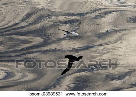 "Northern Fulmar (Fulmaris glacialis) in flight, clouds and an evening sky reflected in the sea, Greenland, North America" View Large Photo Image Stock Image - "Northern Fulmar (Fulmaris glacialis) in flight, clouds and an evening sky reflected in the sea, Greenland, North America". Fotosearch