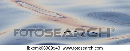 "Northern Fulmar (Fulmaris glacialis) in flight, clouds and an evening sky reflected in the sea, Greenland, North America" View Large Photo Image Stock Image - "Northern Fulmar (Fulmaris glacialis) in flight, clouds and an evening sky reflected in the sea, Greenland, North America". Fotosearch