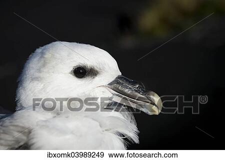 "Northern Fulmar (Fulmaris glacialis), young bird, near Vik i Myrdal, South Coast, Iceland, Europe" View Large Photo Image Stock Photo - "Northern Fulmar (Fulmaris glacialis), young bird, near Vik i Myrdal, South Coast, Iceland, Europe". Fotosearch