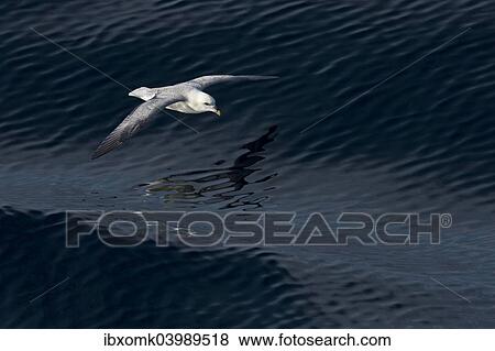 "Northern Fulmar (Fulmaris glacialis) in flight between waves, Greenland, North America" View Large Photo Image Stock Photo - "Northern Fulmar (Fulmaris glacialis) in flight between waves, Greenland, North America". Fotosearch
