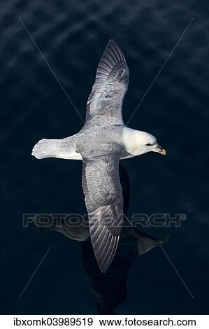 "Northern Fulmar (Fulmaris glacialis) in flight, Greenland, North America" View Large Photo Image Stock Photo - "Northern Fulmar (Fulmaris glacialis) in flight, Greenland, North America". Fotosearch