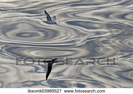 "Northern Fulmar (Fulmaris glacialis) in flight, clouds and an evening sky reflected in the sea, Greenland, North America" View Large Photo Image Stock Photo - "Northern Fulmar (Fulmaris glacialis) in flight, clouds and an evening sky reflected in the sea, Greenland, North America". Fotosearch