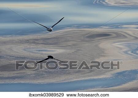 "Northern Fulmar (Fulmaris glacialis) in flight, clouds and an evening sky reflected in the sea, Greenland, North America" View Large Photo Image Stock Photo - "Northern Fulmar (Fulmaris glacialis) in flight, clouds and an evening sky reflected in the sea, Greenland, North America". Fotosearch