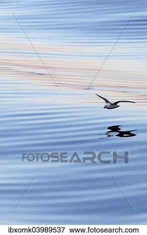 "Northern Fulmar (Fulmaris glacialis) in flight, clouds and an evening sky reflected in the sea, Greenland, North America" View Large Photo Image Stock Photo - "Northern Fulmar (Fulmaris glacialis) in flight, clouds and an evening sky reflected in the sea, Greenland, North America". Fotosearch