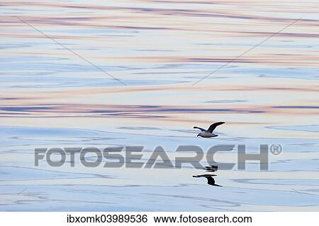 Stock Photograph - "Northern Fulmar (Fulmaris glacialis) in flight, clouds and an evening sky reflected in the sea, Greenland, North America". Fotosearch