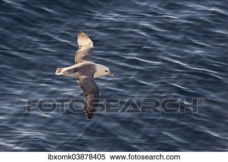 "Northern Fulmar (Fulmaris glacialis), dark form, adult bird in flight over the ocean, Arctic Ocean, Spitsbergen, Svalbard archipelago, Svalbard and Jan Mayen, Norway, Europe" View Large Photo Image Stock Photography - "Northern Fulmar (Fulmaris glacialis), dark form, adult bird in flight over the ocean, Arctic Ocean, Spitsbergen, Svalbard archipelago, Svalbard and Jan Mayen, Norway, Europe". Fotosearch