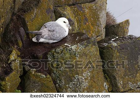 "Northern Fulmar (Fulmarus glacialis), Latrabjarg Peninsula, West Fjords, Iceland, Europe" View Large Photo Image Picture - "Northern Fulmar (Fulmarus glacialis), Latrabjarg Peninsula, West Fjords, Iceland, Europe". Fotosearch