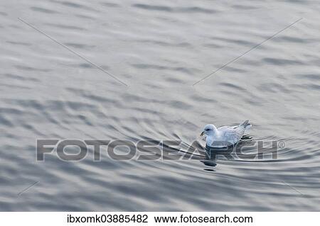 "Northern Fulmar (Fulmarus glacialis) in the sea, Nordaustlandet, Svalbard archipelago, Svalbard and Jan Mayen, Norway, Europe" View Large Photo Image Stock Image - "Northern Fulmar (Fulmarus glacialis) in the sea, Nordaustlandet, Svalbard archipelago, Svalbard and Jan Mayen, Norway, Europe". Fotosearch