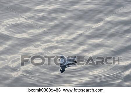 "Northern Fulmar (Fulmarus glacialis) in the sea, Nordaustlandet, Svalbard archipelago, Svalbard and Jan Mayen, Norway, Europe" View Large Photo Image Stock Image - "Northern Fulmar (Fulmarus glacialis) in the sea, Nordaustlandet, Svalbard archipelago, Svalbard and Jan Mayen, Norway, Europe". Fotosearch