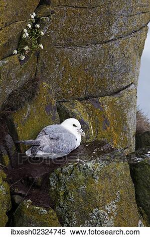 "Northern Fulmar (Fulmarus glacialis), Latrabjarg Peninsula, West Fjords, Iceland, Europe" View Large Photo Image Stock Photography - "Northern Fulmar (Fulmarus glacialis), Latrabjarg Peninsula, West Fjords, Iceland, Europe". Fotosearch