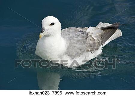 "Northern Fulmar or Arctic Fulmar (Fulmarus glacialis), Grundarfjoerour, Snaefellsnes, Snaefellsness, Iceland, Europe" View Large Photo Image Stock Photograph - "Northern Fulmar or Arctic Fulmar (Fulmarus glacialis), Grundarfjoerour, Snaefellsnes, Snaefellsness, Iceland, Europe". Fotosearch