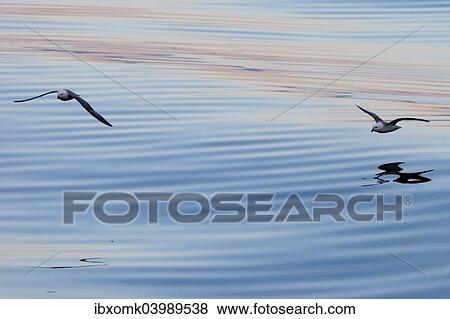 "Northern Fulmars (Fulmaris glacialis) in flight, clouds and an evening sky reflected in the sea, Greenland, North America" View Large Photo Image Stock Photo - "Northern Fulmars (Fulmaris glacialis) in flight, clouds and an evening sky reflected in the sea, Greenland, North America". Fotosearch