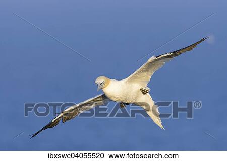 "Northern Gannet (Morus bassanus) in flight, Heligoland, Schleswig-Holstein, Germany, Europe" View Large Photo Image Stock Image - "Northern Gannet (Morus bassanus) in flight, Heligoland, Schleswig-Holstein, Germany, Europe". Fotosearch