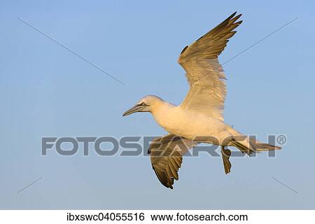 "Northern Gannet (Morus bassanus) in flight, Heligoland, Schleswig-Holstein, Germany, Europe" View Large Photo Image Stock Photograph - "Northern Gannet (Morus bassanus) in flight, Heligoland, Schleswig-Holstein, Germany, Europe". Fotosearch