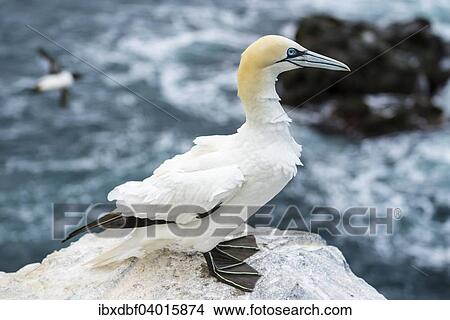 "Northern Gannet (Morus bassanus) on a cliff overlooking the sea, Skoruvikurbjarg bird cliff, Pistilfjorour fjored, Langanes Peninsula, North Eastern Region, Northeast Iceland, Iceland, Europe" View Large Photo Image Picture - "Northern Gannet (Morus bassanus) on a cliff overlooking the sea, Skoruvikurbjarg bird cliff, Pistilfjorour fjored, Langanes Peninsula, North Eastern Region, Northeast Iceland, Iceland, Europe". Fotosearch