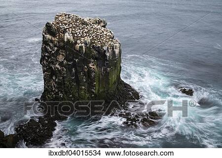 "Northern Gannet (Morus bassanus), colony, Skoruvikurbjarg bird cliff, Pistilfjorour fjord, Langanes Peninsula, North Eastern Region, Northeast Iceland, Iceland, Europe" View Large Photo Image Picture - "Northern Gannet (Morus bassanus), colony, Skoruvikurbjarg bird cliff, Pistilfjorour fjord, Langanes Peninsula, North Eastern Region, Northeast Iceland, Iceland, Europe". Fotosearch